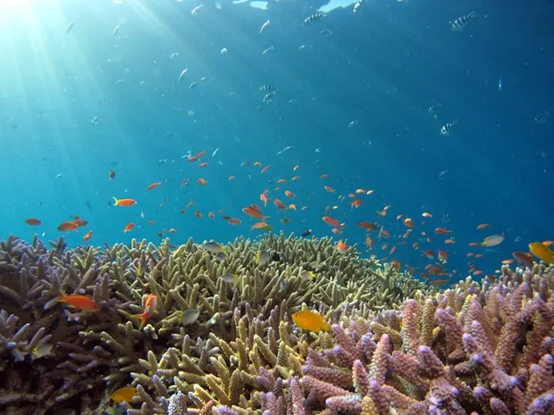 Sea creatures